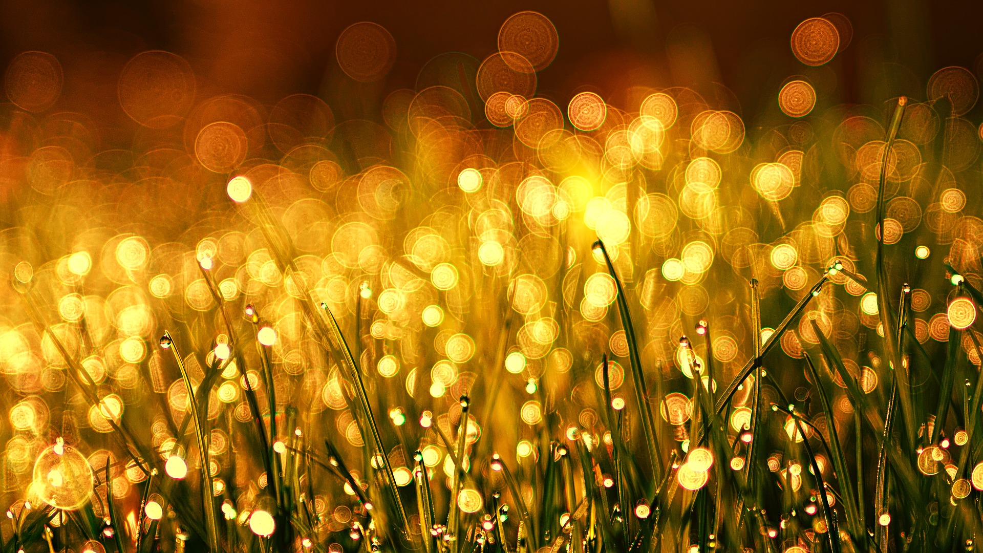 Grass 3375344 1920